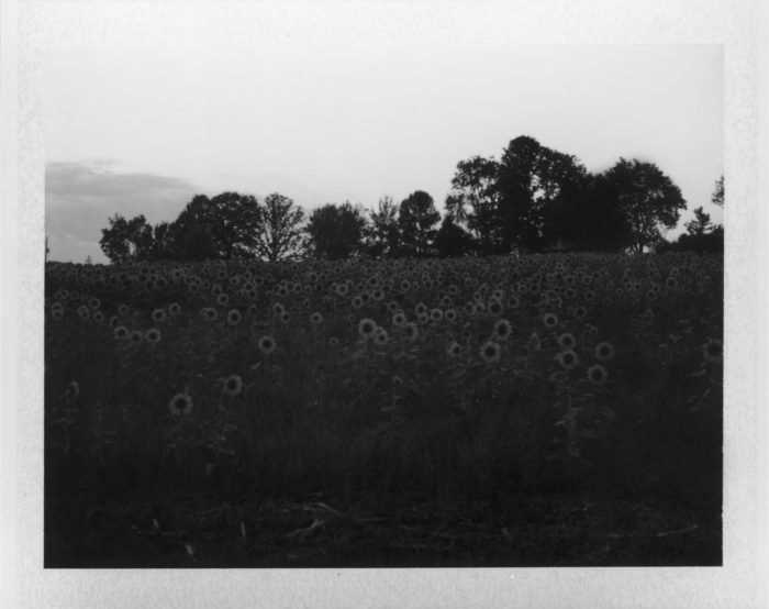 Renfrew county sunflowers, Olga Janina, Polaroids
