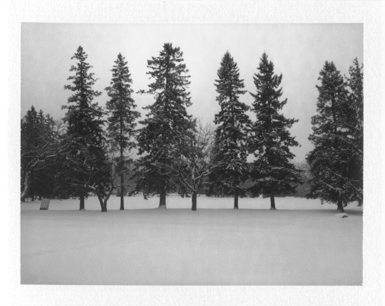 Trees, Hogs Back Ottawa, Polaroid