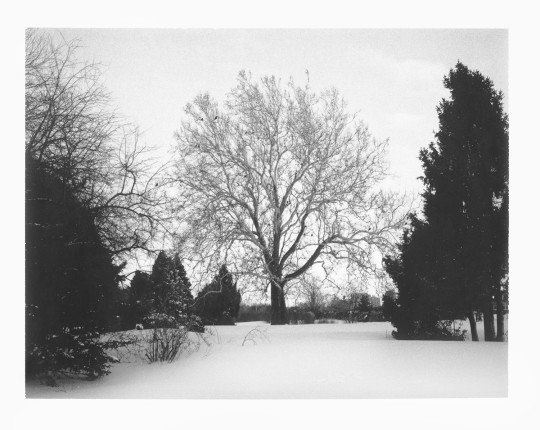 Tree, Ottawa Central Experimental Farm, Polaroid
